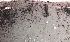 Detritus on a sandy beach. Photo: Alice Brylawski, VIMS.